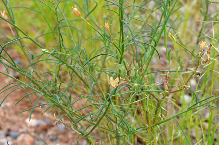 Ipomopsis longiflora, Flaxflowered Ipomopsis